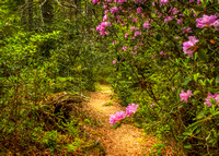 Into the Rhododendrons
