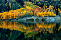 Aspens on the Water